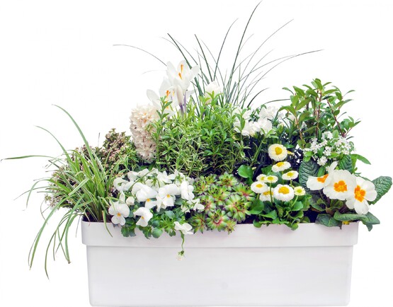Frühlingsblumen in Weiß und Grün