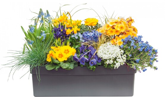 Frühlingsblumen im Topf: Muntermacher in Blau und Gelb
