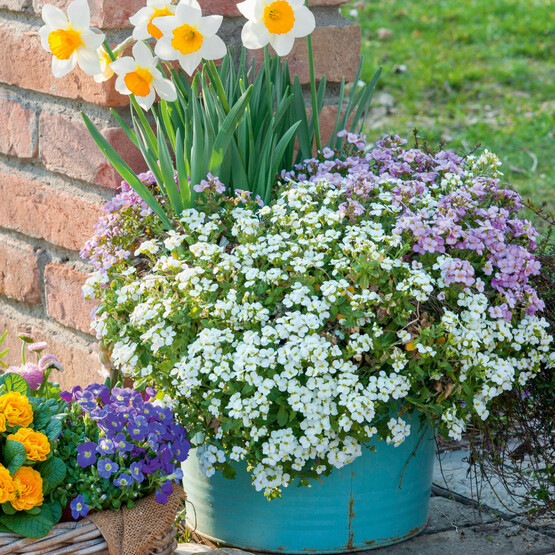 Frühlingsblumen-Arrangement mit Stauden