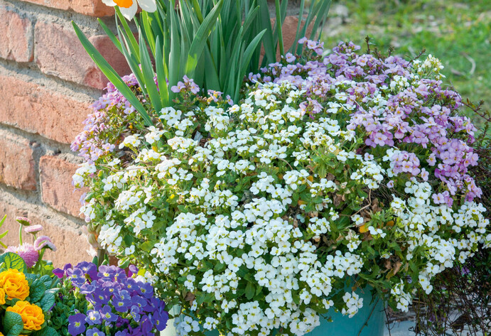 Frühlingsblumen-Arrangement mit Stauden