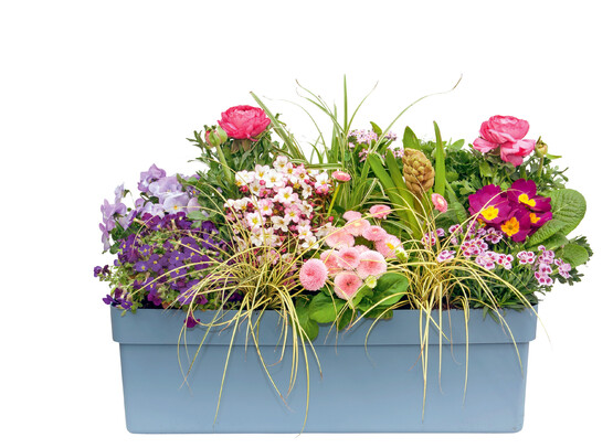 Frühlingsblumen im Topf: Arrangement in Rosa, Blau und Weiß