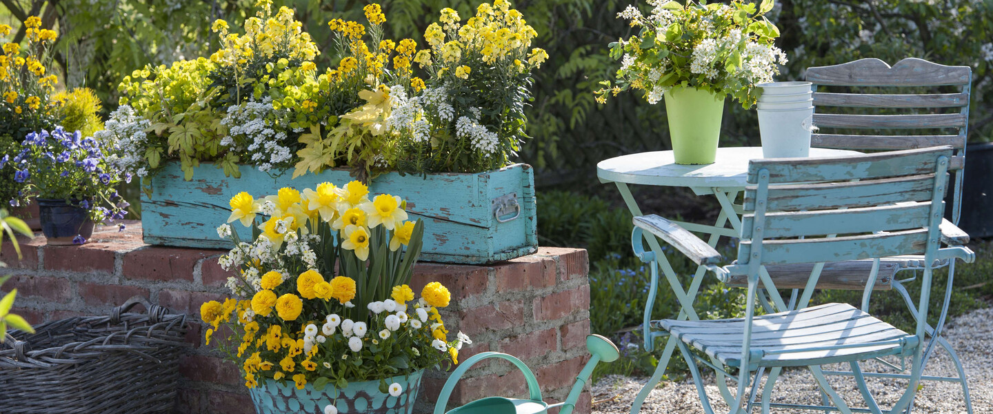 Terrasse mit gelben Frühlingsblumen
