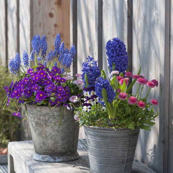 Zinkeimer mit Primeln und anderen Frühlingsblumen