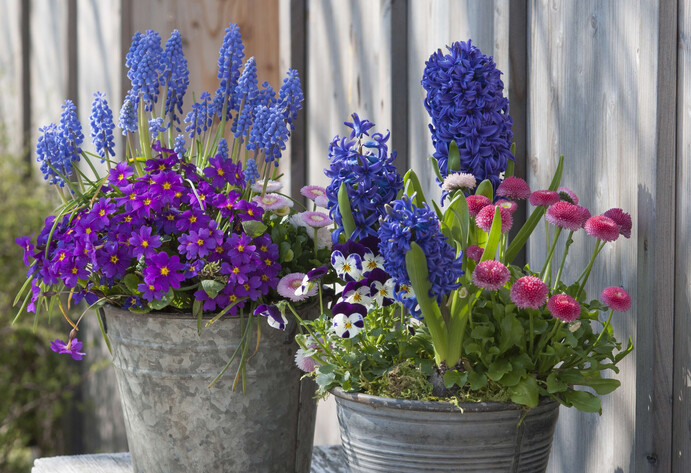 Zinkeimer mit Primeln und anderen Frühlingsblumen