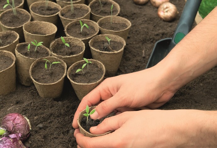 Gartenpflege im Januar