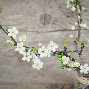 Gartenpflege im Dezember