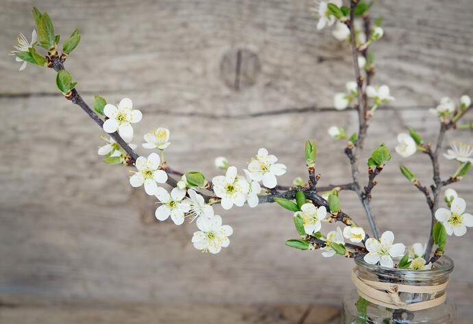 Gartenpflege im Dezember