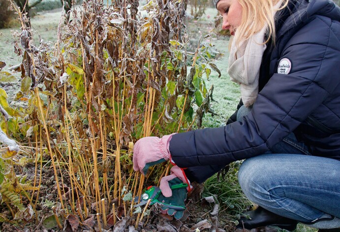 Frau schneidet Phlox zurück
