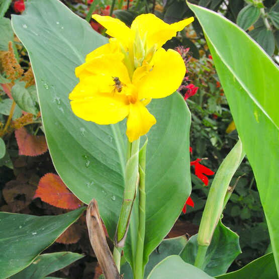 Canna indica mit gelber Blüte