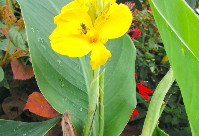 Canna indica mit gelber Blüte