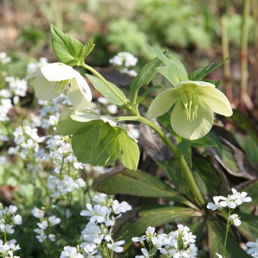 Blühende Lenzrose in Weiß