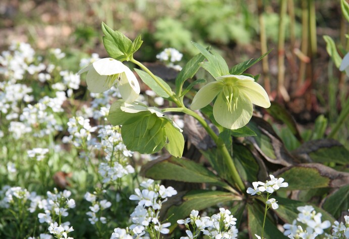 Blühende Lenzrose in Weiß