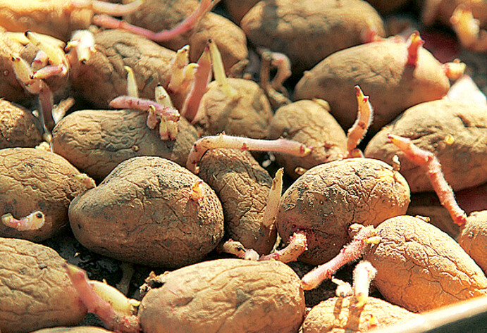Kartoffeln vorkeimen