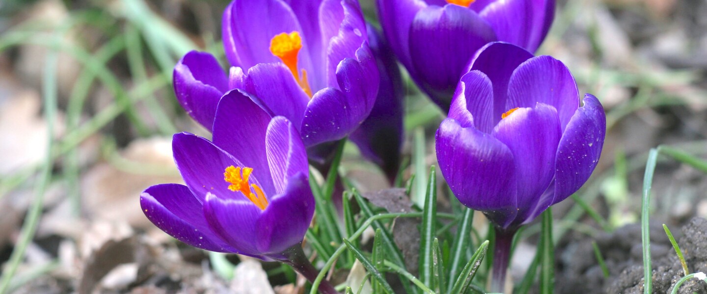 Bl&uuml;hender Krokus in Violett