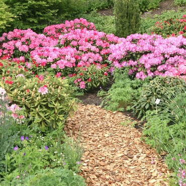 Mulchweg im Garten mit blühenden Rhododendron