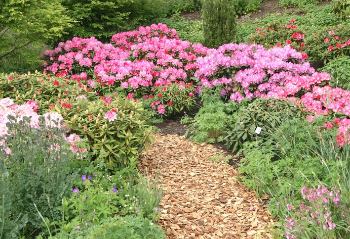 Mulchweg im Garten mit blühenden Rhododendron