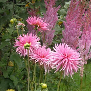 Blühende Dahlie in Rosa