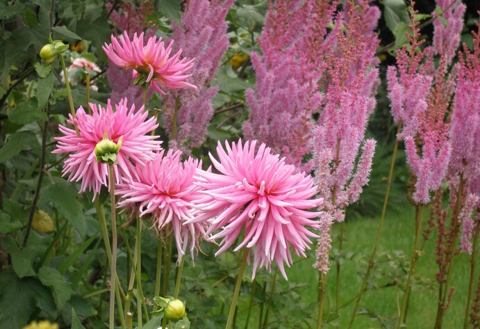 Blühende Dahlie in Rosa