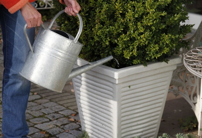 Immergrüne Kübelpflanzen im Winter gießen