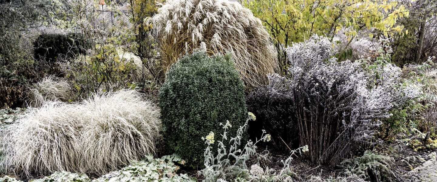 Winterlicher Garten im Januar