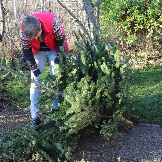 Weihnachtsbaum entsorgen im Garten