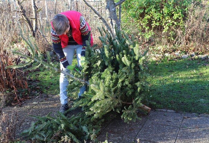 Weihnachtsbaum entsorgen im Garten