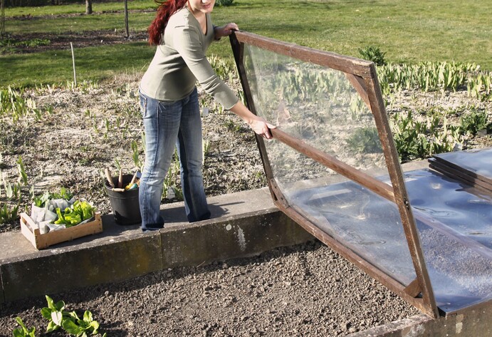 Frühbeet im Gemüsegarten mit Salat