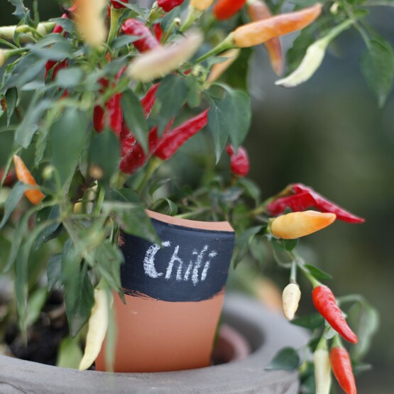 Chili-Pflanze im Topf