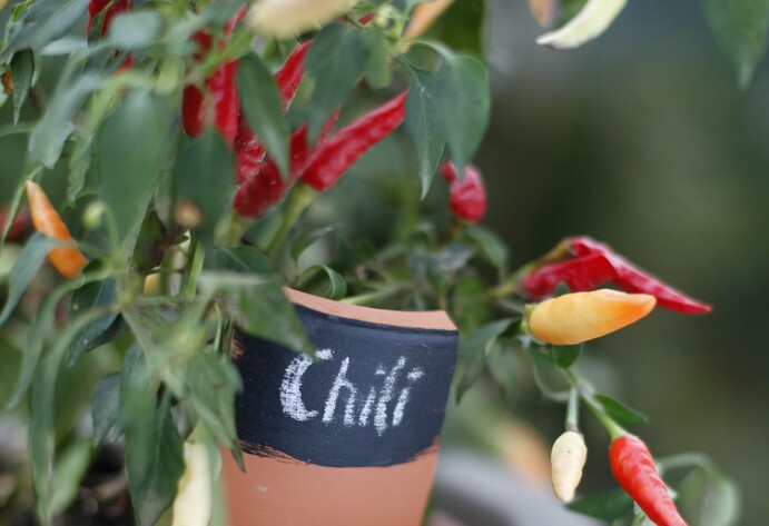 Chili-Pflanze im Topf