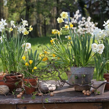 Narzissen in verschiedenen Töpfen