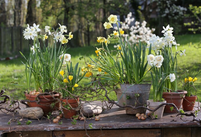 Narzissen in verschiedenen Töpfen