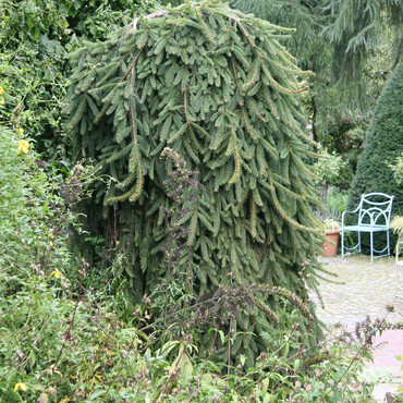 Hänge-Fichte im Garten