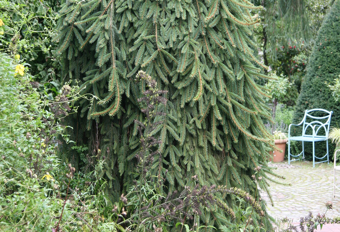 Hänge-Fichte im Garten