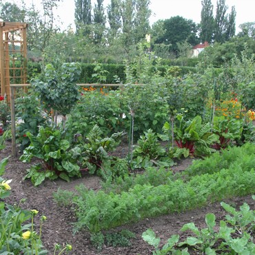 Gemüsegarten im Sommer