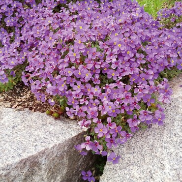 Blaukissen