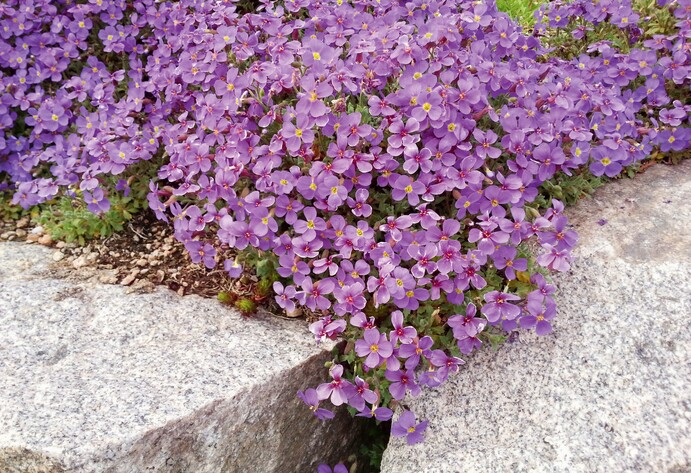 Blaukissen