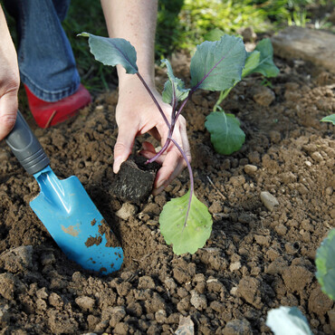 Kohlrabi pflanzen
