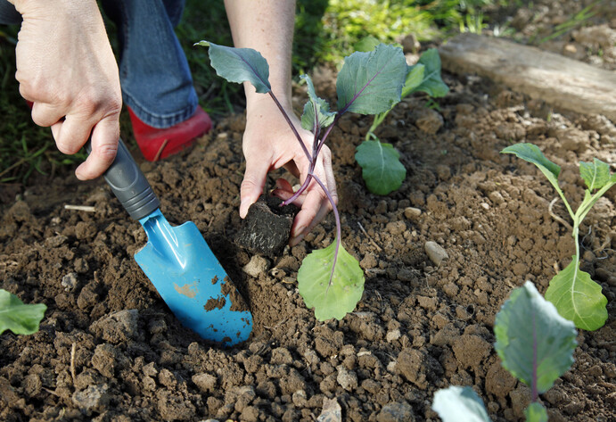 Kohlrabi pflanzen