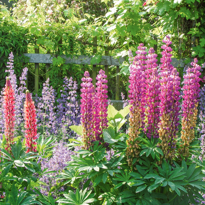 Lupinen