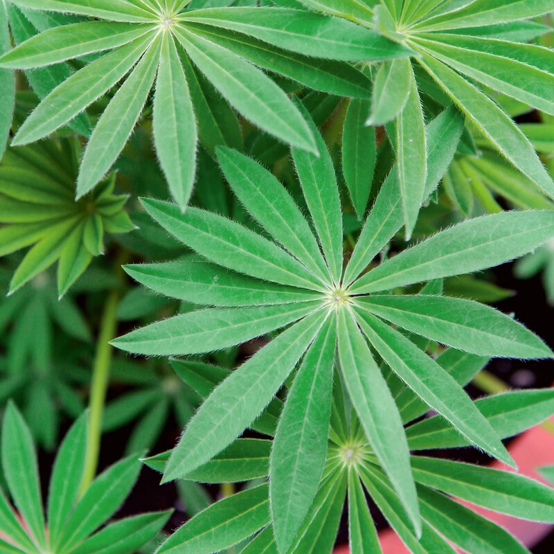 Blätter der Lupine