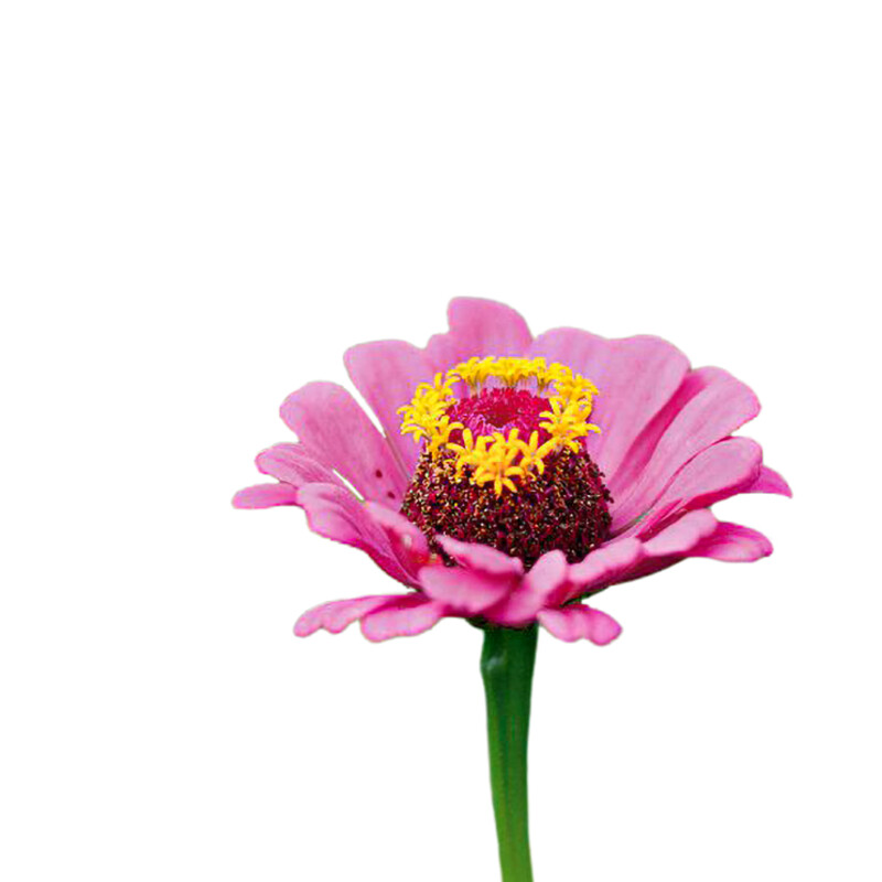 Zinnie (Zinnia elegans)