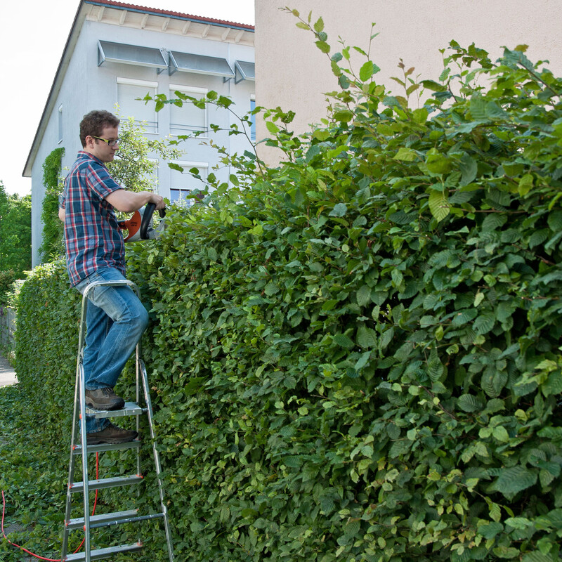 Hecke schneiden