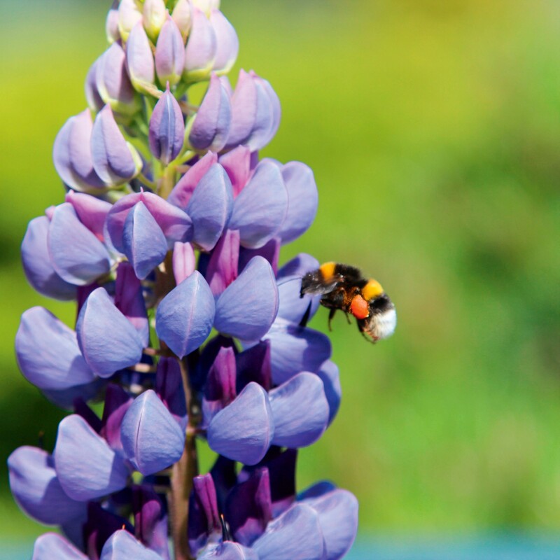 Hummel auf Lupine