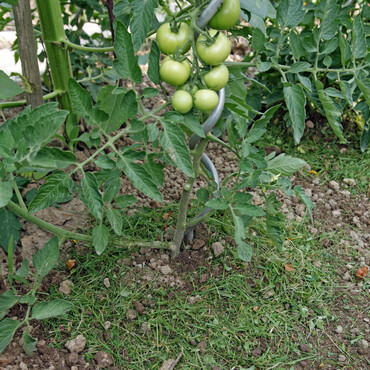 Tomaten mit Rasenschnitt mulchen