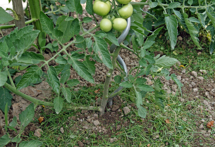 Tomaten mit Rasenschnitt mulchen