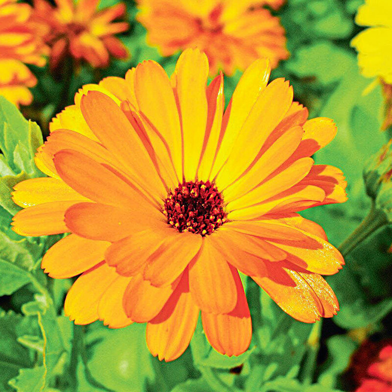 Ringelblume (Calendula officinalis)