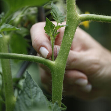 Tomatenpflanze ausgeizen