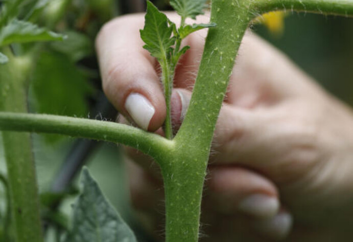 Tomatenpflanze ausgeizen