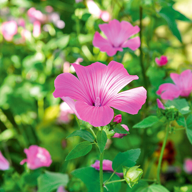 Bechermalve (Lavatera trimestris)
