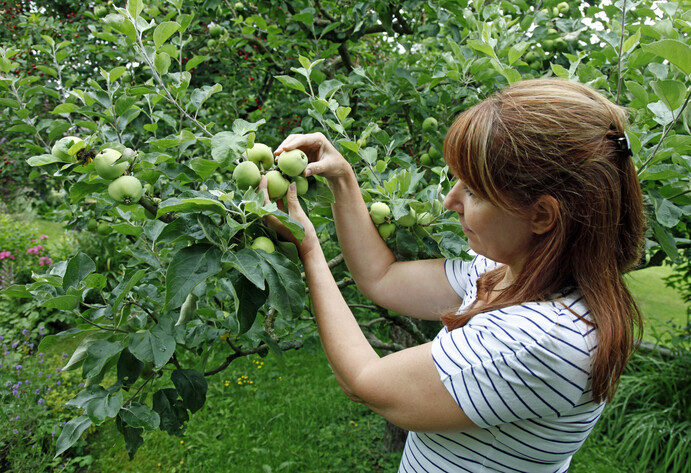 Kleine Äpfel pflücken